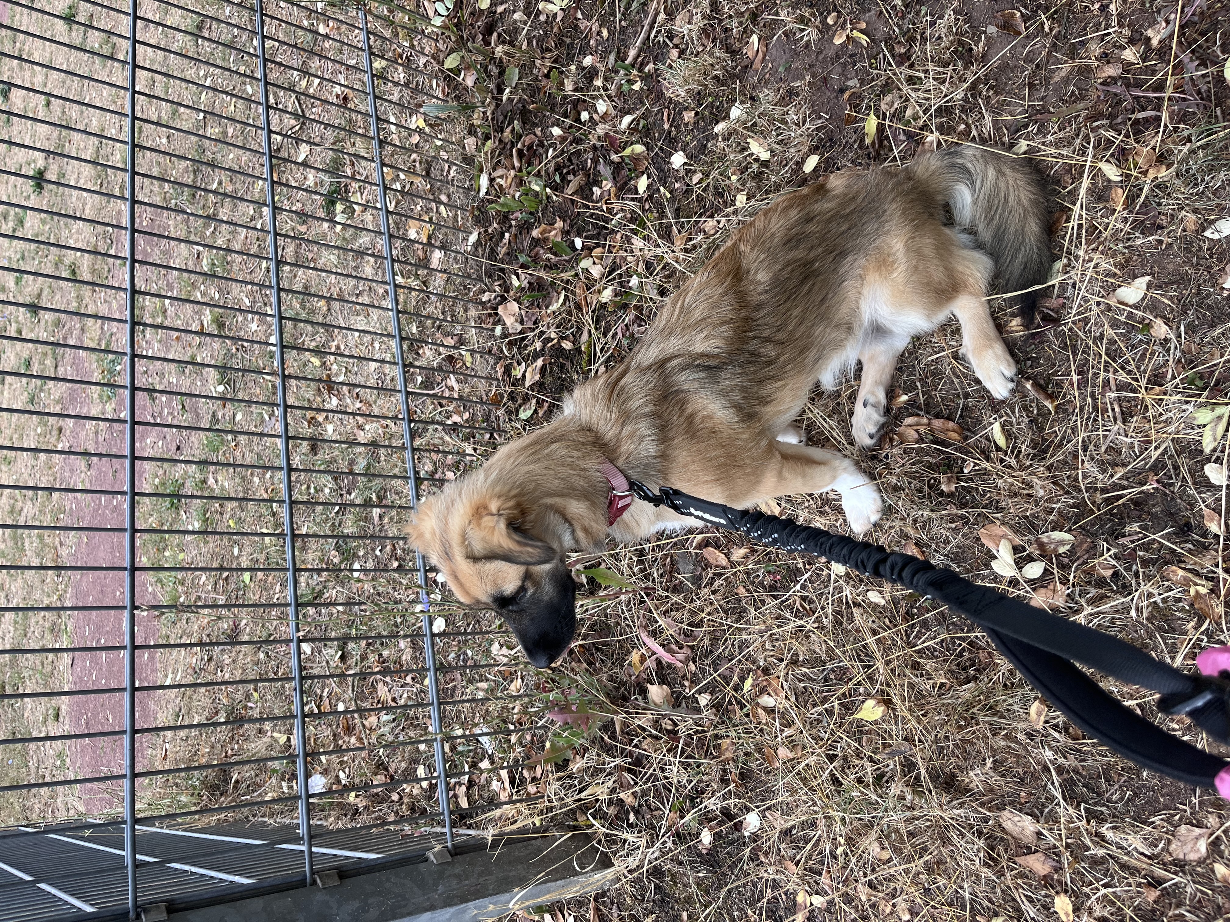 Lou – Eifeltierheim Altrich