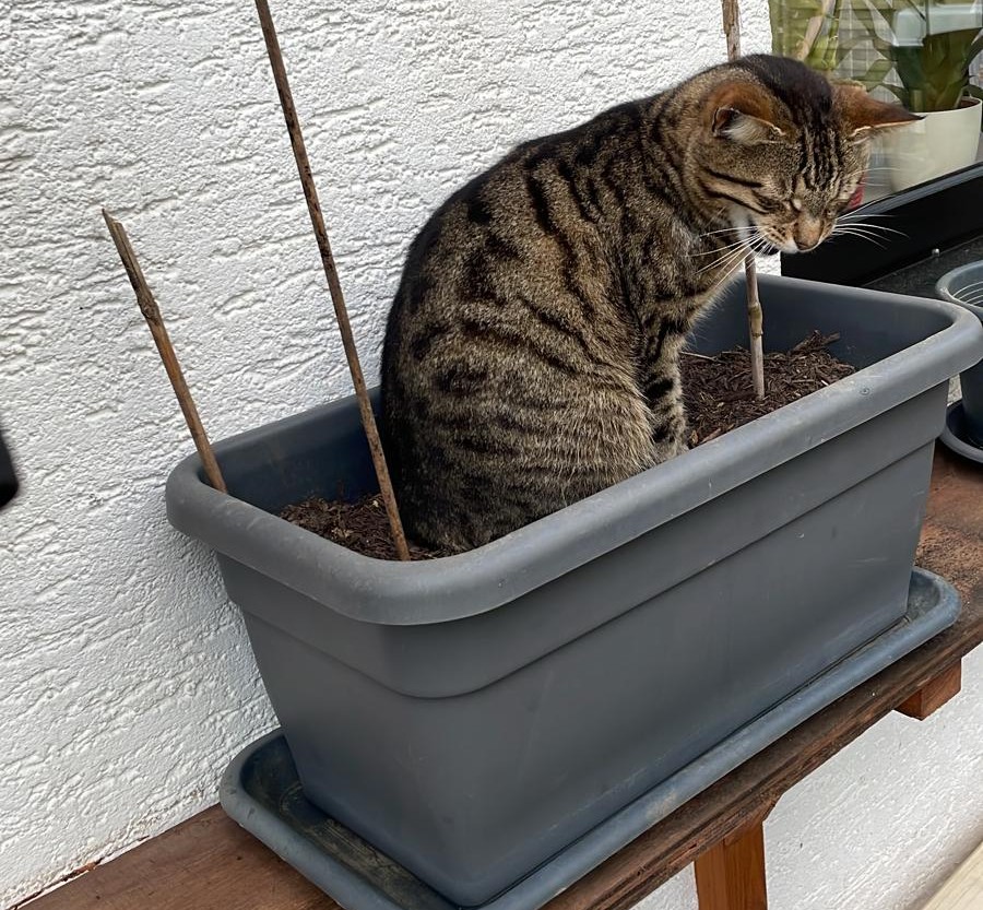 Tinkabell – Eifeltierheim Altrich